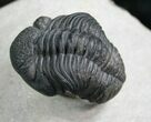 Arched Phacops Trilobite - #7883-1